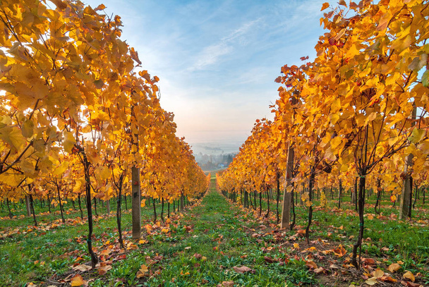 Beautiful yellow coloured leaves in autumn vineyard - Foto, Imagen