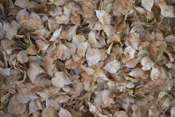 Vue des graines d'Ulmus à Amsterdam
 - Photo, image