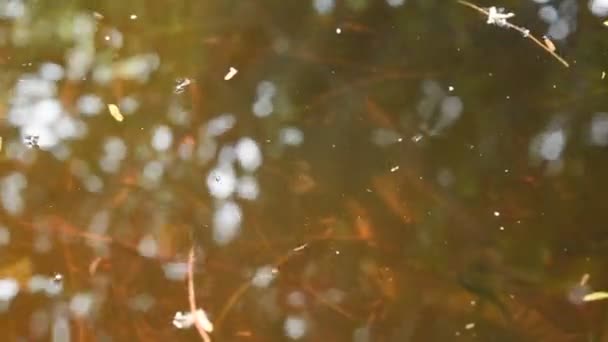 Kaulquappen tauchen im Pool und atmen an der Wasseroberfläche - Filmmaterial, Video
