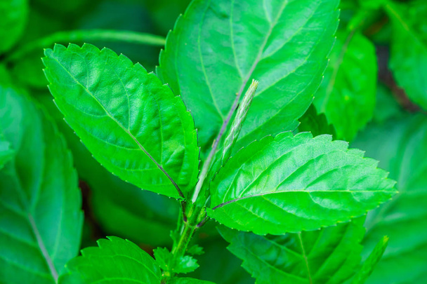 Zielone liść ziołowe ze światłem słonecznym - Zdjęcie, obraz