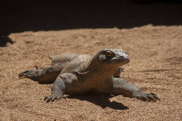 Красивый комодский дракон в плену
 - Фото, изображение