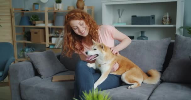 Attractive woman caressing cute shiba inu dog sitting on couch in apartment - Filmati, video