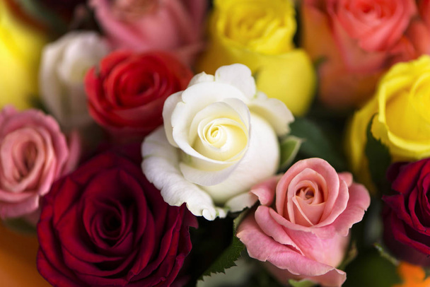 beautiful background of multi-colored roses, bouquet - Photo, Image
