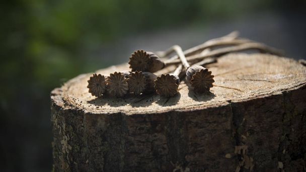 Stump és száraz rügyek. Mákos closeup. Poppy dobozok szárítva egy fából készült fedélzeten. A nap sugarai világítja meg a száraz mák dobozok. Mákos doboz. - Fotó, kép