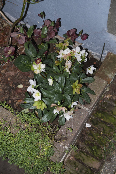 Amsterdam, Netherlands - February 22, 2019: Helleborus in a flowerbed - Photo, Image