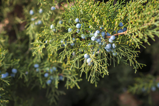 Katajanmarjat (Juniperus) pensaassa, havukasvit
. - Valokuva, kuva