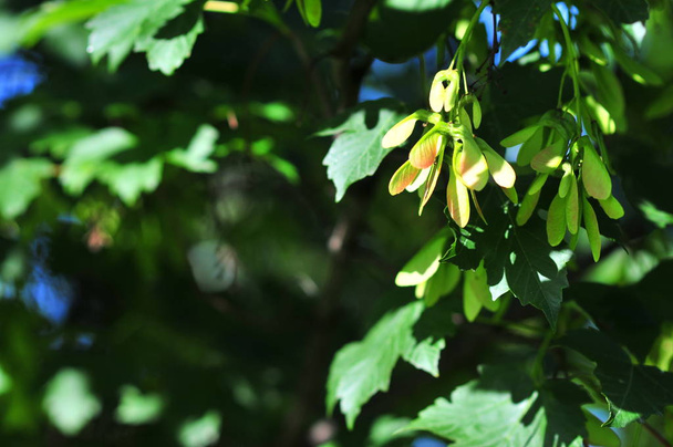 Acer, esdoorn (Acer pseudoplatanus) met bos van zaden en groen gebladerte, bladeren in de lente. - Foto, afbeelding