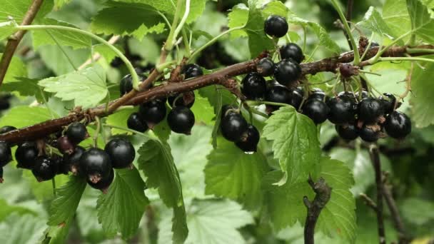 Berries currant. In the gardens of Ukraine, one of the main bush cultures of the currant matured. In the future, in the agro industry of Ukraine, such miracles of berries for food and drinks will grow. - Footage, Video