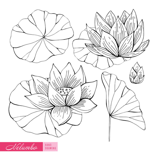 Lotus hand-drawn in monochrome. Black and white set of elements with Nelumbo. Objects isolated on white background. Different elements for floral design of the season. Exotic flower. - Vector, imagen