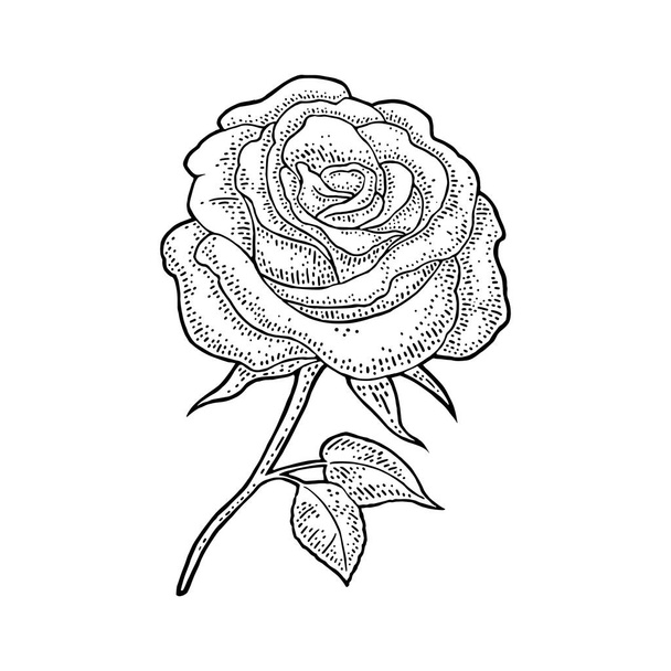 Rose flower with leaf. Black engraving vintage illustration on white background - Vettoriali, immagini