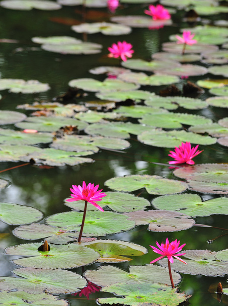 Flor de loto rosa floreciendo en verano
 - Foto, imagen
