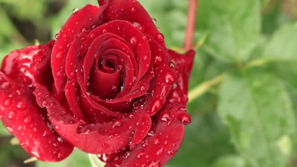 Růže na čaj. Jasně rudé růže v rotě rosy. Pohled na růže s růžemi v dešti. Růže jsou jednou z nejkrásnějších květin na Ukrajině. Lehký vánek vanul v kapkách rosy na růžích. - Záběry, video