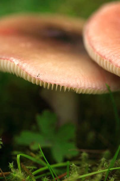 Vista dei funghi
 - Foto, immagini