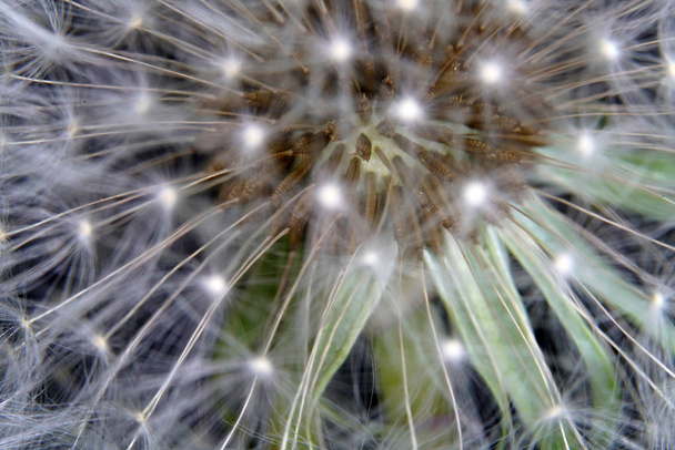 Dandelion as a detail photographed in high resolution and sharp  - Photo, Image