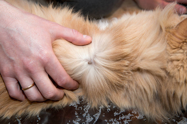 La mano humana elimina la garrapata del gato - Foto, imagen