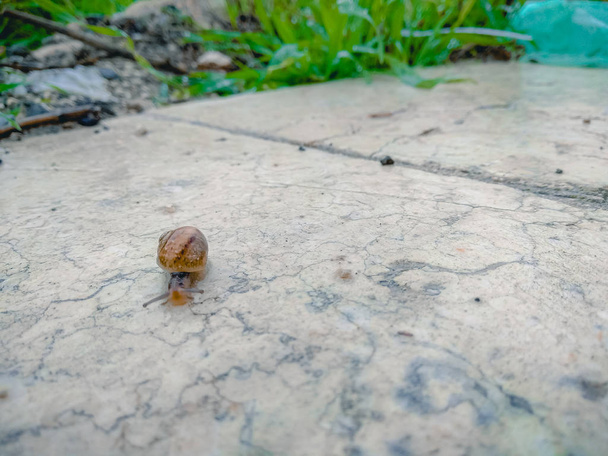 Close up de um caracol rastejando em uma superfície de mármore no jardim após a chuva
 - Foto, Imagem