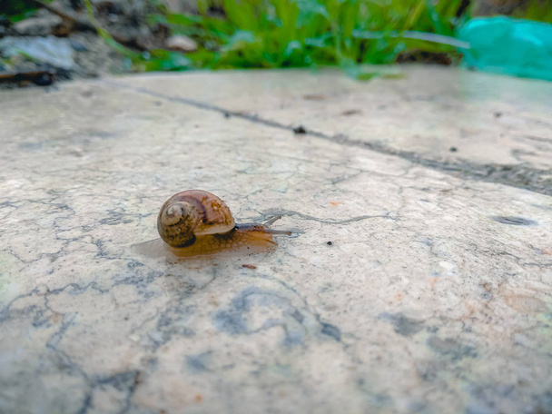 Primer plano de un caracol arrastrándose sobre una superficie de mármol en el jardín después de la lluvia
 - Foto, imagen