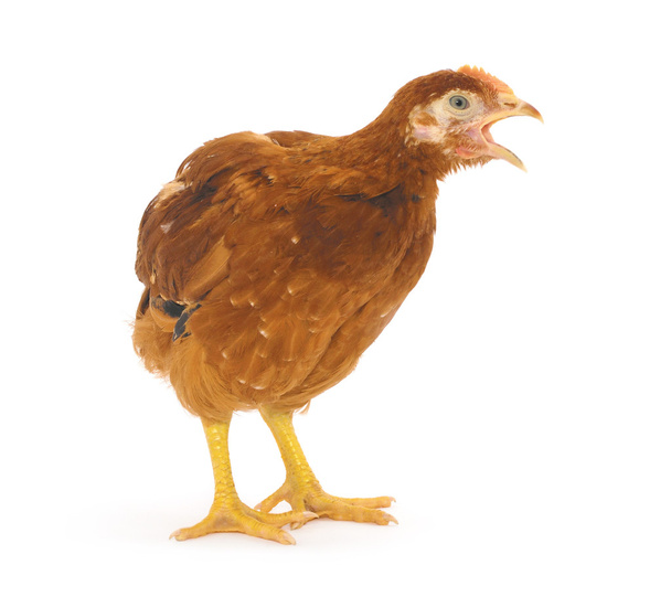Brown hen close-up - Foto, Imagem