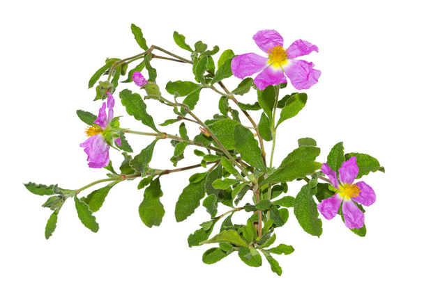 Розовые цветы Rockrose или Cistus albidus
 - Фото, изображение