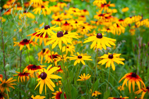 Flores amarillo Rudbeckia. Flores florecientes de Rudbeckia amarillo (Susan de ojos negros) cama de flores en el jardín de verano
.  - Foto, Imagen