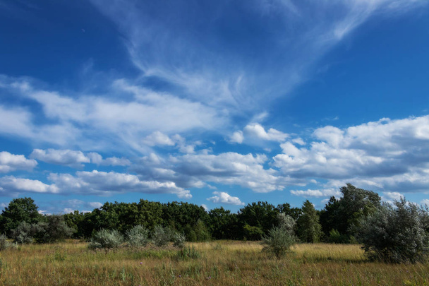 yellow field and trees oak forest blue sky beautiful clouds - Zdjęcie, obraz