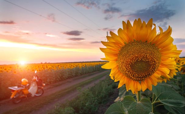 Blooming field of sunflowers on evening sunset sky, agricultural - Photo, Image