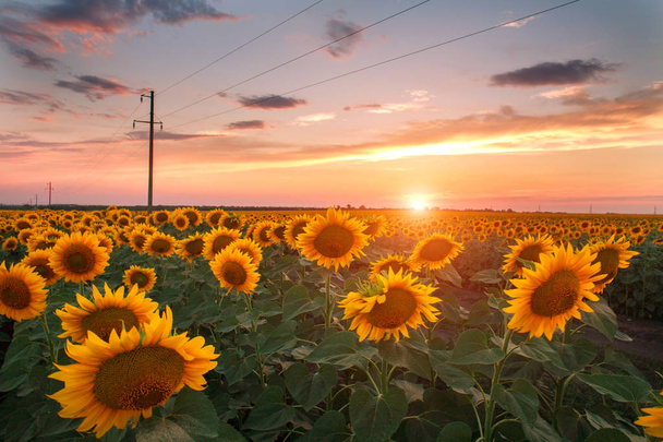 Blooming field of sunflowers on evening sunset sky, agricultural - Photo, Image