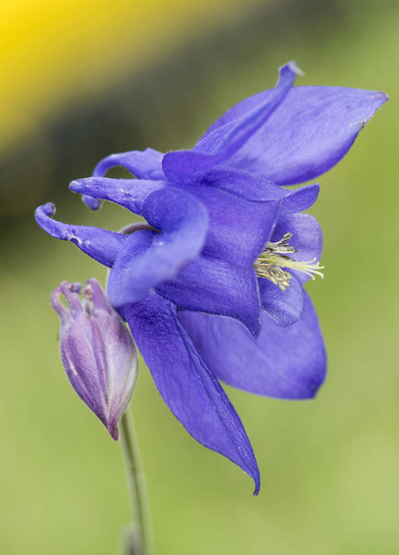 Aquilegia vulgaris Columbine krásná tmavě modrá horská rostlina - Fotografie, Obrázek