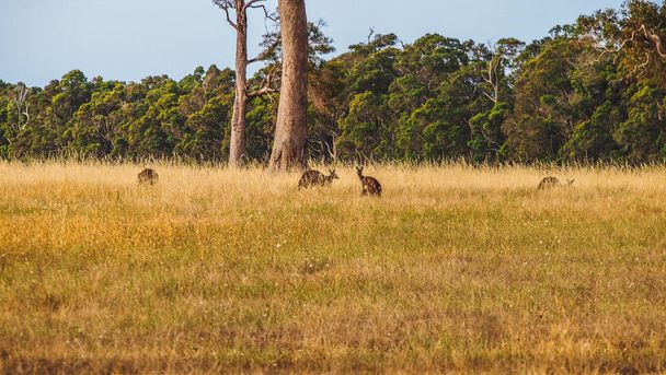 Kangaroos on a field in Margaret River, Western Australia - Photo, Image