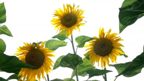 Bloeiende zonnebloemen veld op heldere zonnige zomerdag met de zon heldere achtergrondverlichting. Agrarische bloem achtergrond. Close-up. - Video