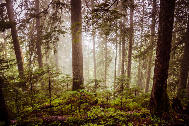 Солнце светит сквозь туман в глубоком лесу с высокими деревьями
 - Фото, изображение