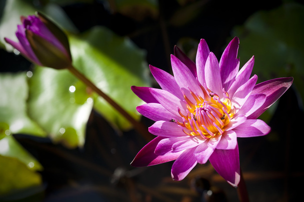 Purple Lotus flower - Photo, image