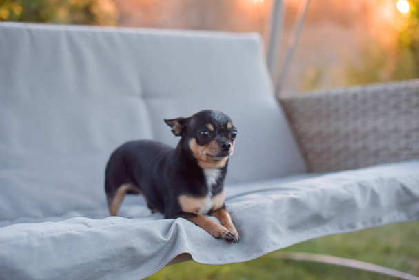 Pes Chihuahua leží na houpačce. Triolor pes černobílý-hnědý. - Fotografie, Obrázek