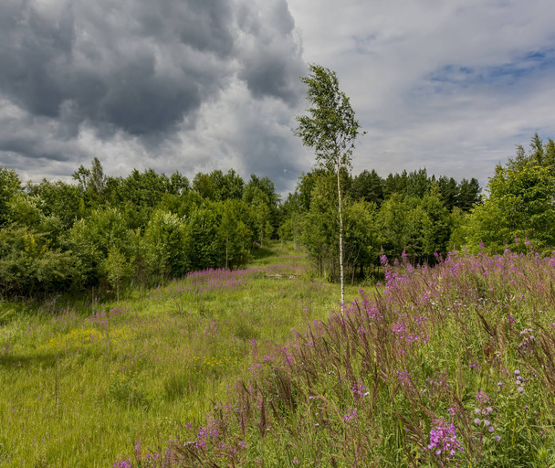 Summer landscape with cloudy sky and blooming Ivan-tea in the Leningrad region.  - Photo, Image
