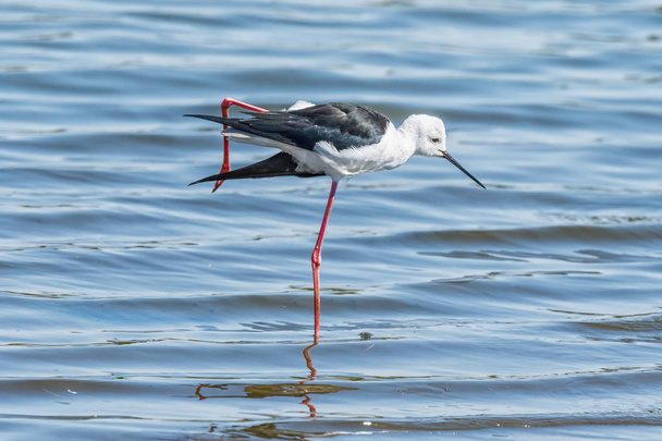 Μαύρο-φτερωτό που στέκεται στο ένα πόδι στο νερό - Φωτογραφία, εικόνα