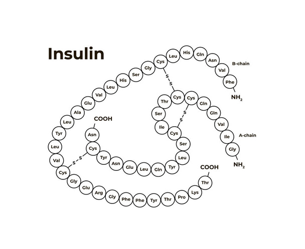 Minimalistická šablona pro vektorové hormony. Inzulín izolován na bílém pozadí. S cukrovkou, pancreas. Design pro vzdělávání, prezentaci, plakát. - Vektor, obrázek