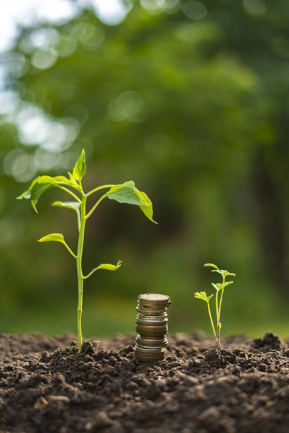 stack of coins near the small growing sprout in the ground, increase money concept - Foto, Bild