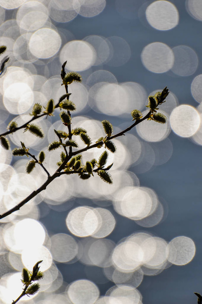 Willow branches on a background of the sparkling waters. - Photo, Image