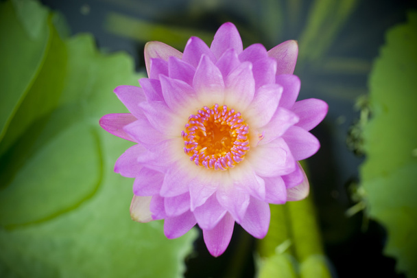 Pink lotus flower - 写真・画像