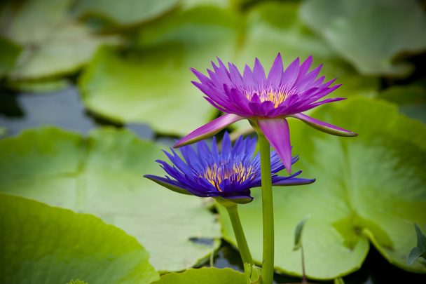 Purple and blue lotus in lake - Foto, afbeelding