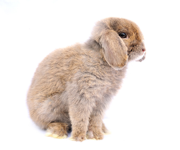 Lop conejo sobre fondo blanco
 - Foto, Imagen