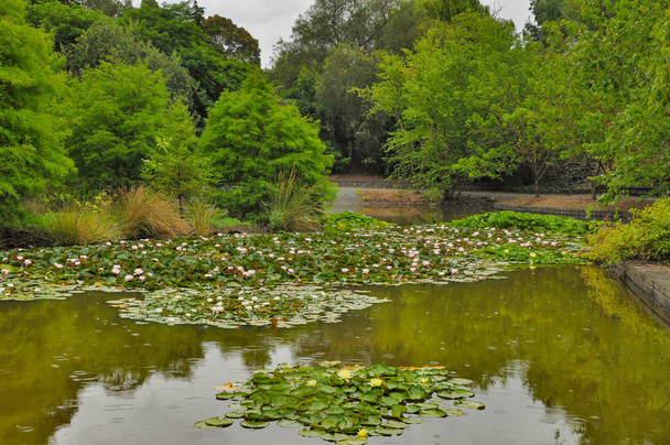 Дождливый день в парке Уилсон. Парк расположен на шоссе Принц в Бервике, Виктория, Австралия. - Фото, изображение