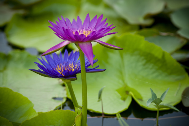 fioletowy i niebieski Lotos w jeziorze - Zdjęcie, obraz