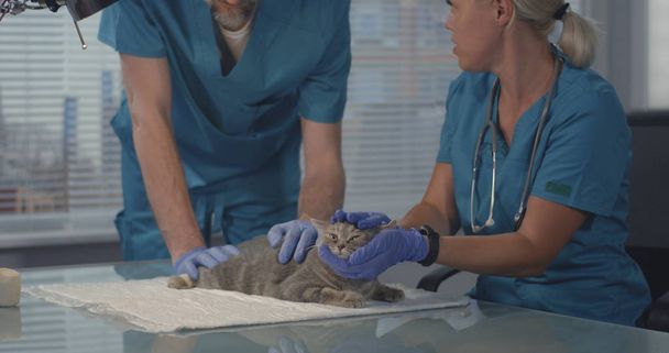 Veterinarians examining cat - Photo, Image