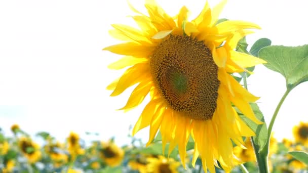 Virágzó napraforgók területén ragyogó napsütéses nyári napon a nap ragyogó háttérvilágítással. Mezőgazdasági virágháttér. Közeli. - Felvétel, videó