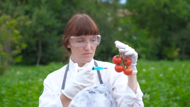 Mujer científica bióloga con una bata blanca y guantes de goma. Introduzca medicamentos con una jeringa en un tomate rojo. Concepto de OMG y modificación de alimentos
. - Metraje, vídeo