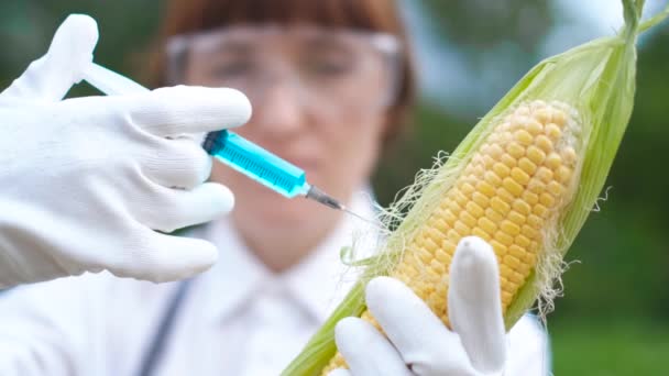 Maïs in genetische manipulatie laboratorium, GGO voedsel concept. - Video