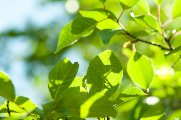Green leaves with sun ray shallow DOF - Фото, изображение