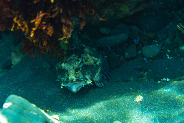 Καταδύσεις και υποβρύχια φωτογραφία, χταπόδι κάτω από το νερό στο φυσικό του οικότοπο. - Φωτογραφία, εικόνα