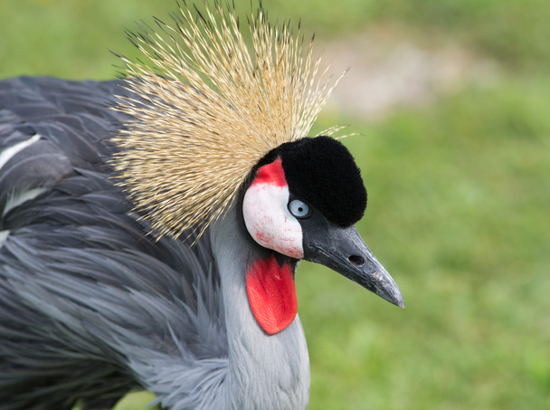 Grey Crowned Crane - Photo, Image